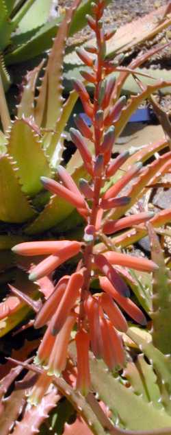 (Aloe dorotheae)