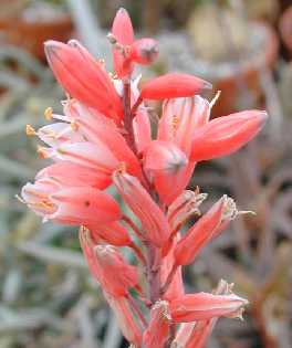 (Aloe ellenbeckii)