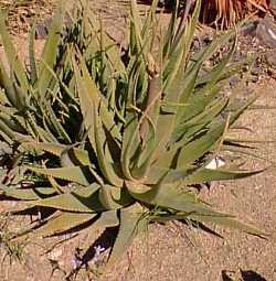 (Aloe esculenta)