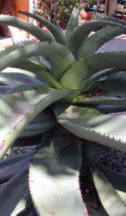 Noble Aloe, Zimbabwe Aloe(Aloe excelsa var. excelsa )