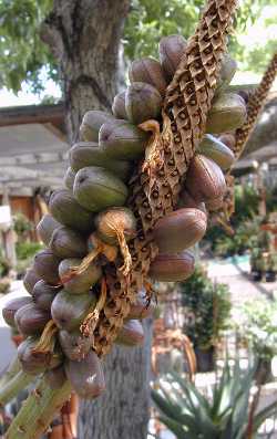 Noble Aloe, Zimbabwe Aloe(Aloe excelsa var. excelsa )