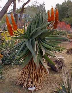 Cape Aloe