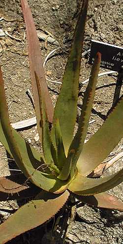 (Aloe fievetii)