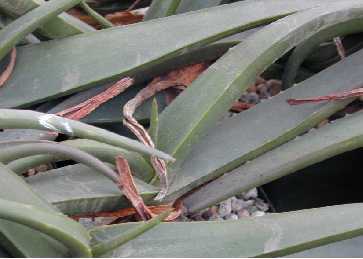 (Aloe fleurentiniorum)