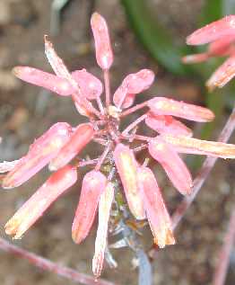 (Aloe fleurentiniorum)