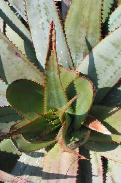 (Aloe framesii)