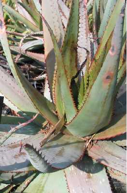 (Aloe framesii)