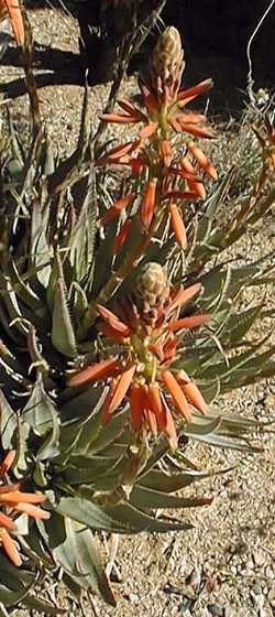 Blue Aloe(Aloe glauca var. glauca )
