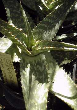 Bontaalwyn(Aloe grandidentata)