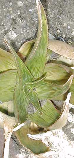 (Aloe harlana)