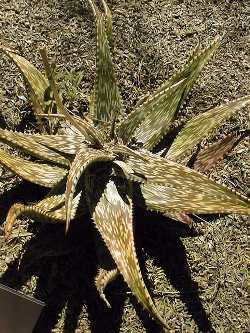 (Aloe harlana)