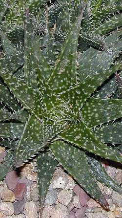 (Aloe haworthioides var. haworthioides )