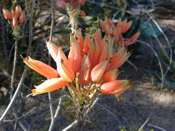 (Aloe hereroensis)