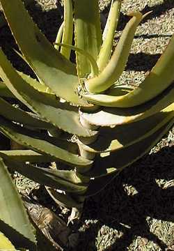 (Aloe hildebrandtii)