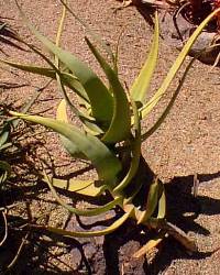 (Aloe hildebrandtii)