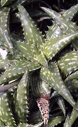 (Aloe jucunda)