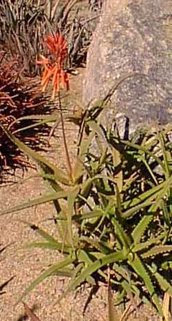 (Aloe kedongensis)