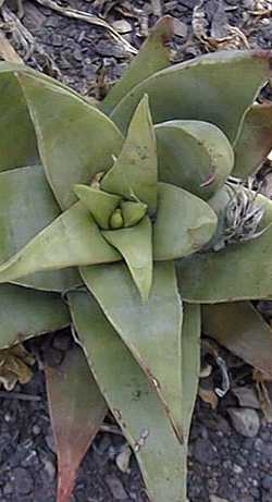 (Aloe krapohliana var. krapohliana )