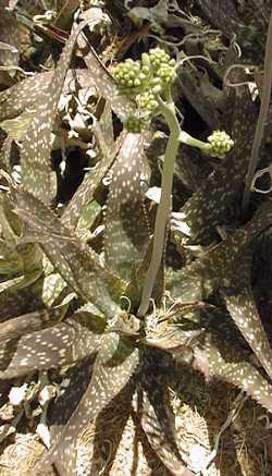 (Aloe lateritia var. lateritia )