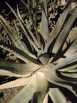 (Aloe littoralis)