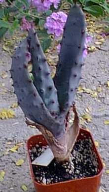 Bergaalwyn(Aloe marlothii)