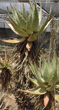 Bergaalwyn(Aloe marlothii)