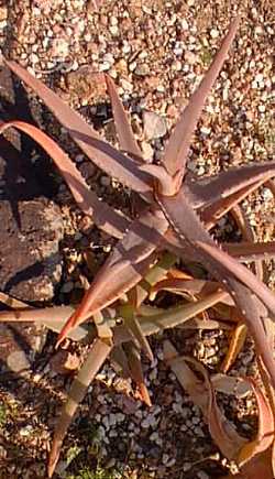 (Aloe mayottensis)