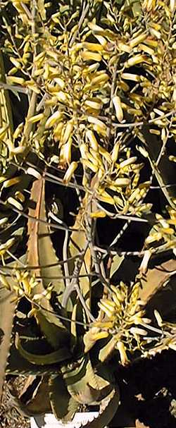 (Aloe megalacantha var. megalacantha )