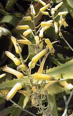 (Aloe megalacantha var. megalacantha )