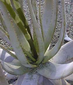 (Aloe microstigma)