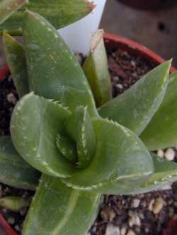 Gold Tooth Aloe(Aloe mitriformis)