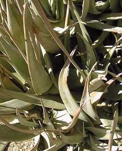 (Aloe molederana)