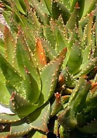 Gold Tooth Aloe(Aloe nobilis)