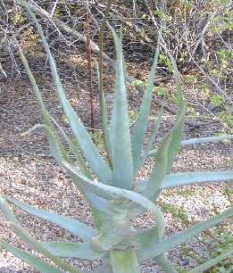 (Aloe nyeriensis)