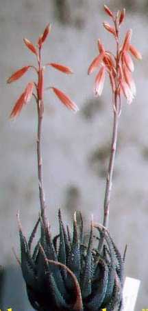 (Aloe parvula)