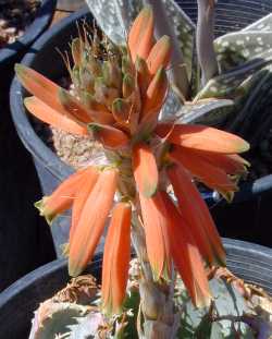 Rosette Aloe(Aloe pratensis)