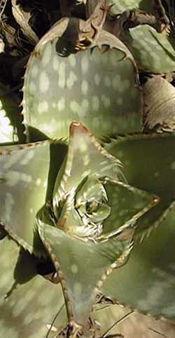 (Aloe prinslooi)