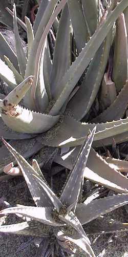 (Aloe pubescens)