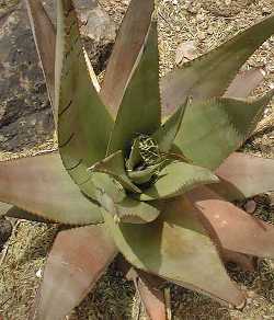 (Aloe pustuligemma)