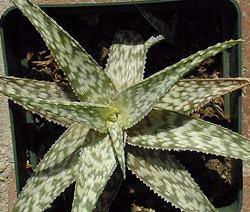 (Aloe rauhii)