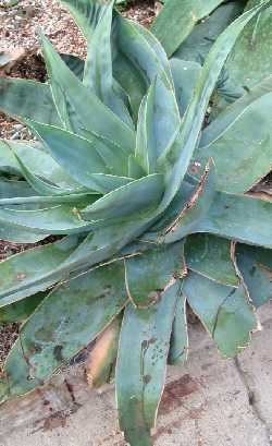 (Aloe reynoldsii)