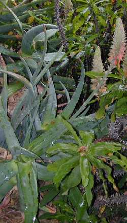 (Aloe rubroviolacea)