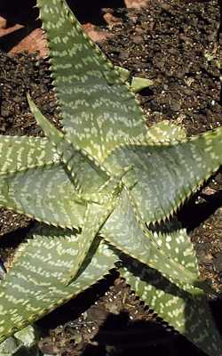 Soap Aloe, Zebra Aloe(Aloe maculata)
