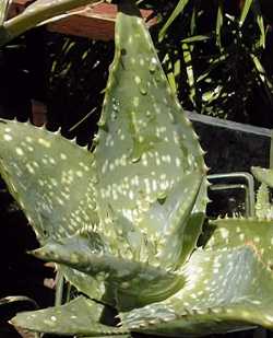 Soap Aloe, Zebra Aloe(Aloe maculata)