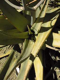 (Aloe scobinifolia)