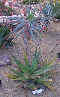 (Aloe secundiflora var. secundiflora )