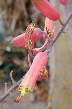 (Aloe secundiflora var. secundiflora )