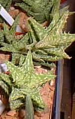 (Aloe squarrosa)