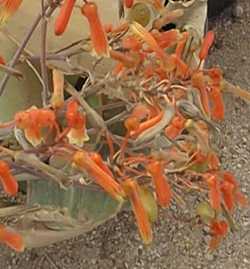 Coral Aloe, Blouaalwyn(Aloe striata ssp. striata )