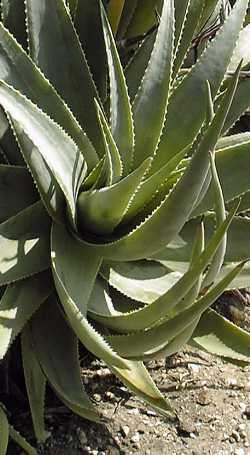 Fynbos Aloe(Aloe succotrina)